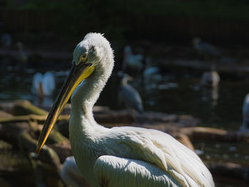 Close-up of heron