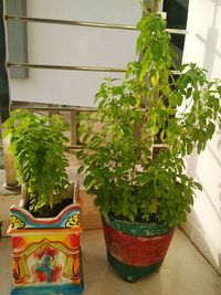 High angle view of potted plants on table