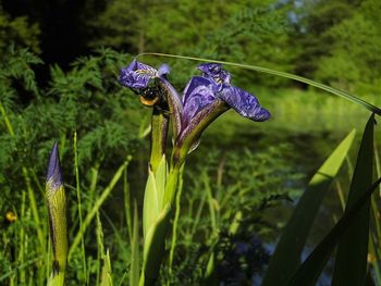 Close-up of purple flowers against blurred background