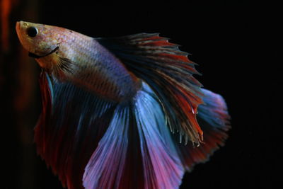 Close-up of fish in aquarium