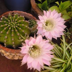 Close-up of pink flowers