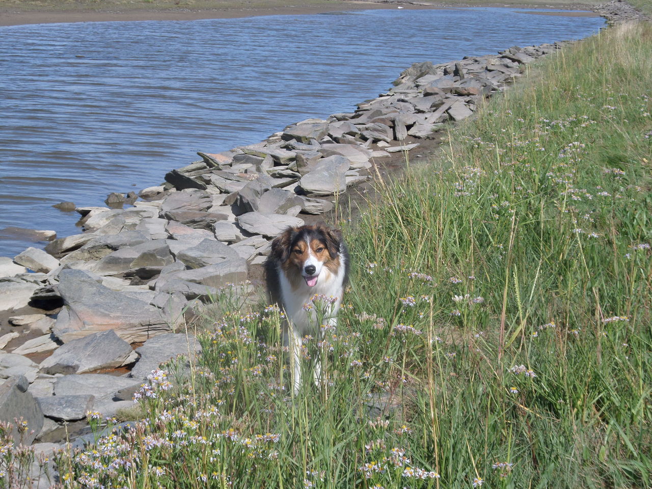 DOG STANDING ON LAKESHORE