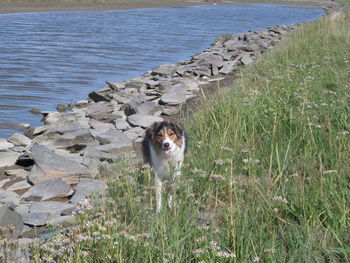 Dog standing on lakeshore