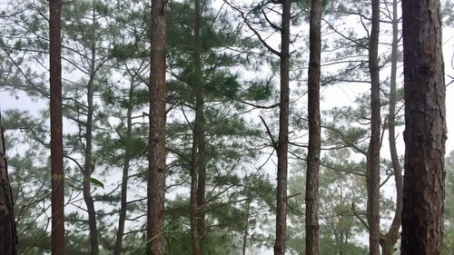 Low angle view of trees in forest against sky