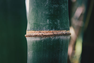 Close-up of bamboo trees in the forest