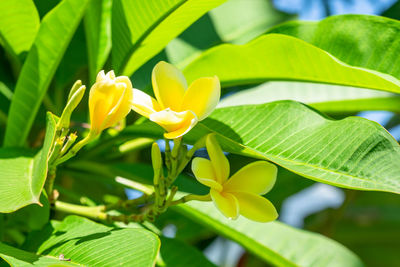 Close-up of yellow flowering plant