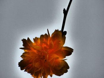 Close-up of orange flowers