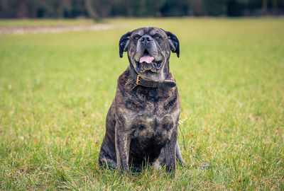 Portrait of a dog on field