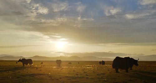 Cows grazing on field against sky during sunset