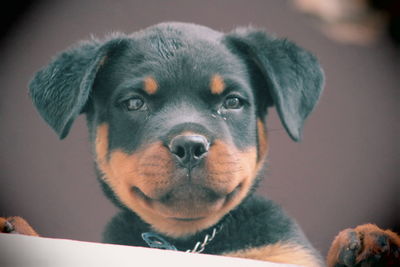 Close-up portrait of dog