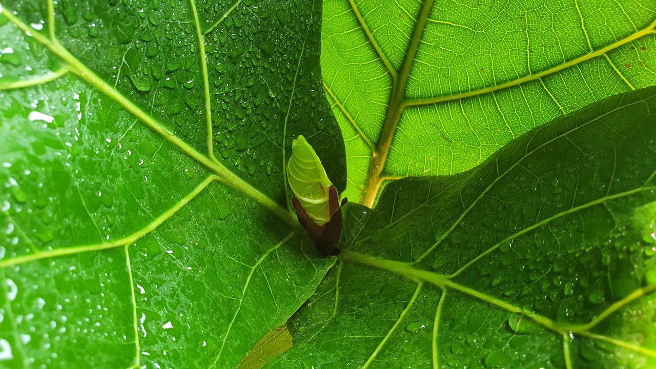 CLOSE-UP OF GREEN LEAF ON PLANT