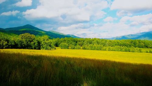 Scenic view of field against sky