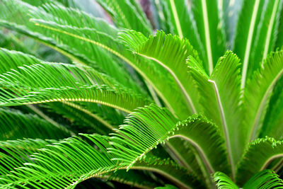 Close-up of green leaves