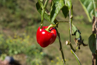 Close-up of red berries growing on plant