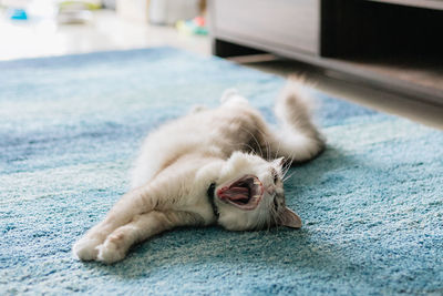 Close-up of cat lying on floor