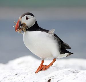 Close-up of a bird on snow