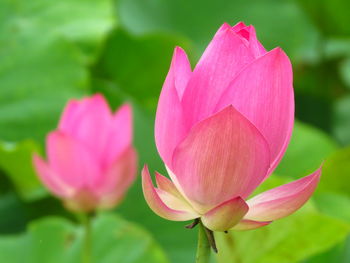 Close-up of pink lotus  in pond