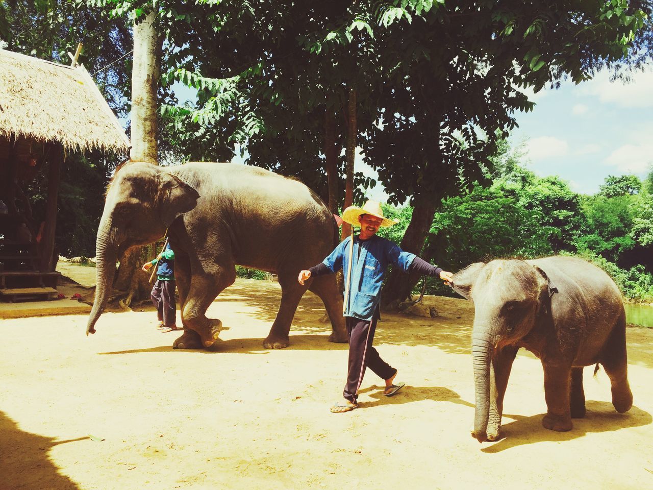 elephant, tree, animal themes, domestic animals, mammal, animal, indian elephant, young animal, one animal, nature, outdoors, day, no people