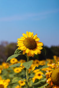 Close-up of sunflower on field against sky