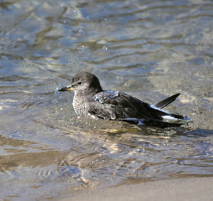 Bird flying over lake