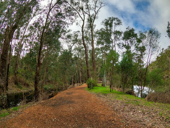 Road amidst trees in forest against sky