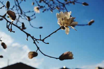 Low angle view of white cherry blossoms in spring