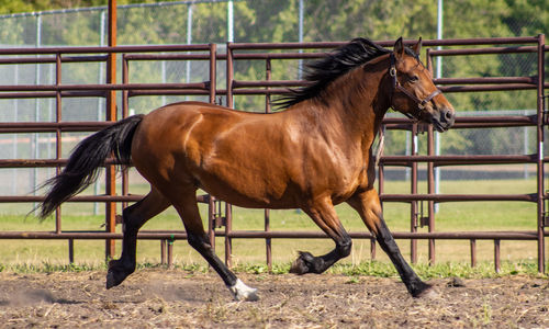 Horse standing on field