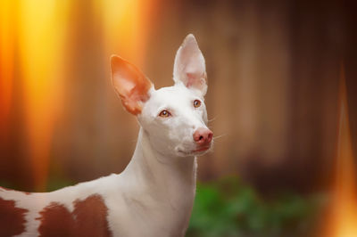 Close-up of white looking away