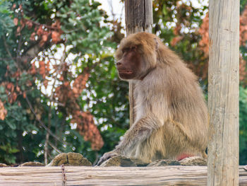 Monkey sitting on tree