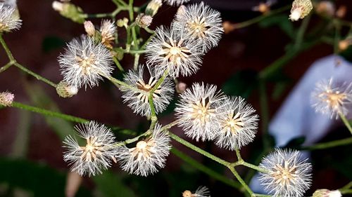 Close-up of white dandelion flowers