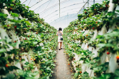 Rear view of woman standing in greenhouse