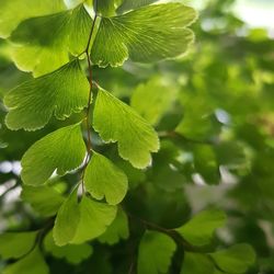 Close-up of fresh green leaves