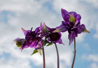 Close-up of pink flowers