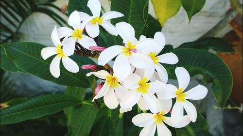 Close-up of white flowers