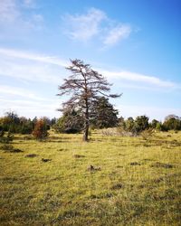 View of tree on field against sky