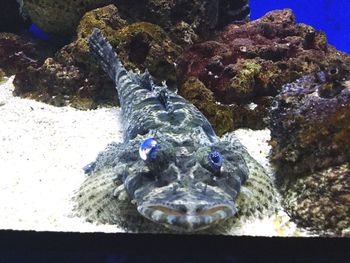 Close-up of fish swimming in sea