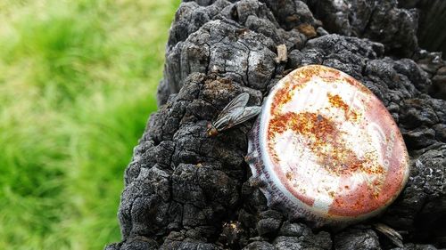 Close-up of grass on field