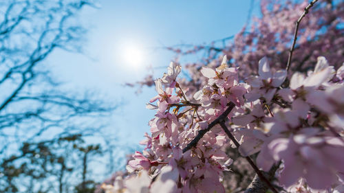 Low angle view of cherry blossoms against sky