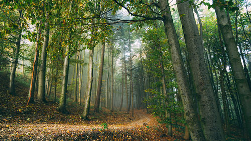 Gravel road leading through foggy forest