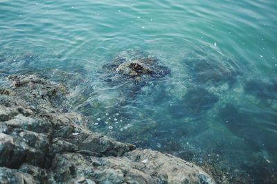 Turtle swimming in sea