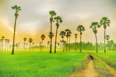 Palm trees on field against sky during sunset