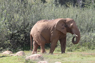 Elephant standing in a field