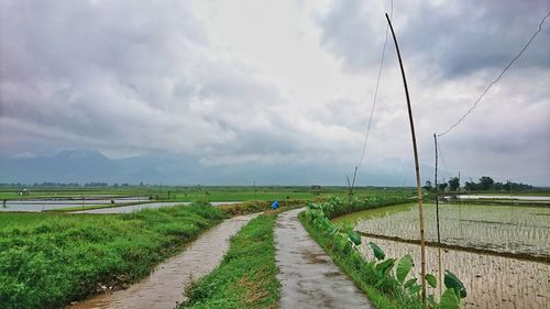 Scenic view of agricultural field against sky