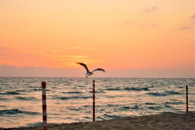 Seagull flying over sea against sky during sunset