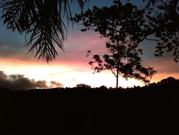 Silhouette of trees at sunset