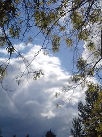 Low angle view of tree against sky