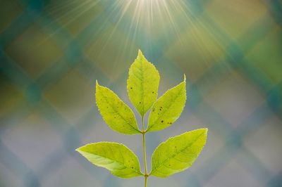 Close-up of plant leaves