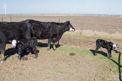 Cows with newborn calves.