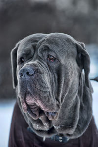 Close-up portrait of a dog