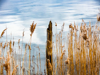 Close-up of dry grass by lake against sky